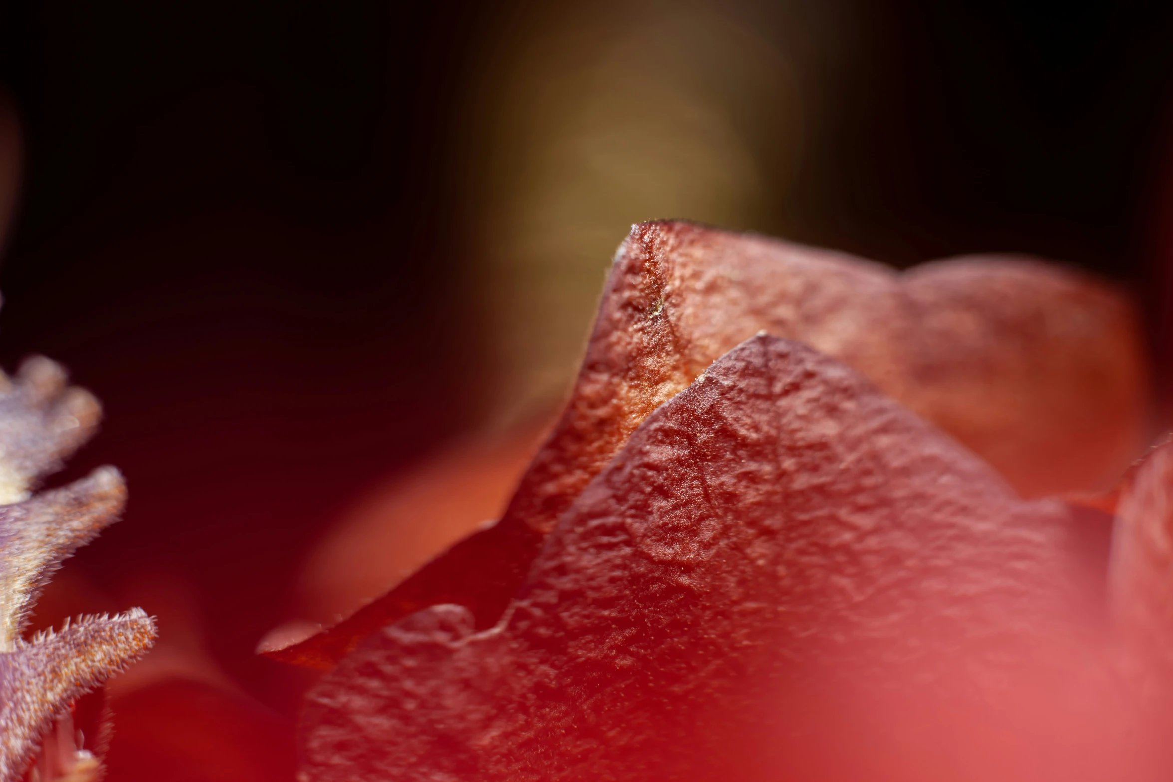 a close - up po of the inside of a flower