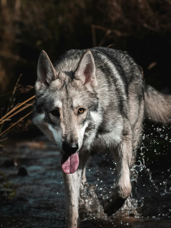 an adult grey wolf is walking through the water