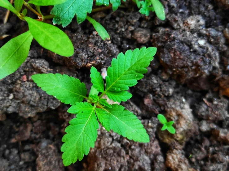 green leaves growing on soil in the sunlight