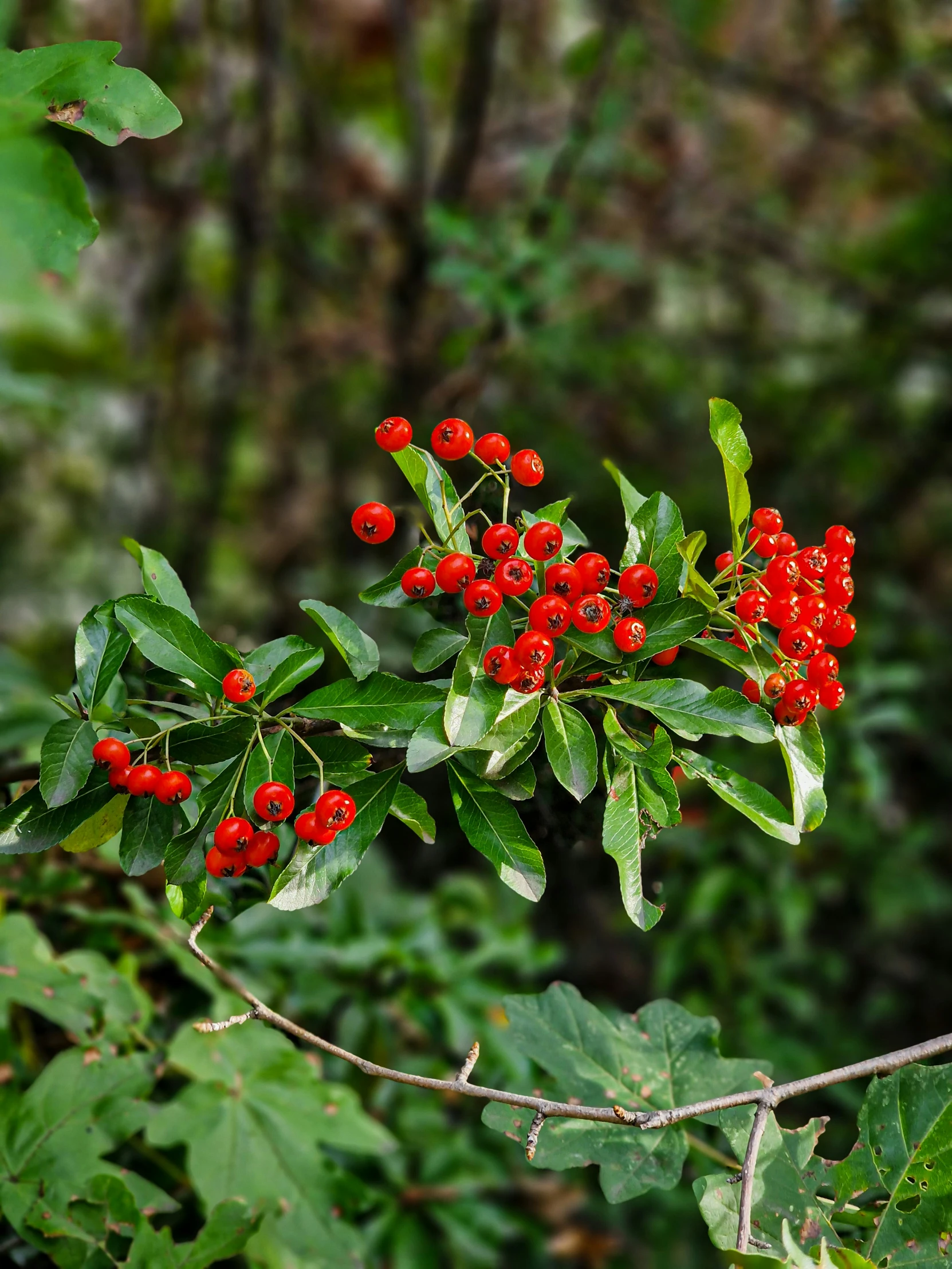 a tree with lots of bright red berries