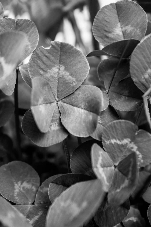 small leaves closeup on a tree nch