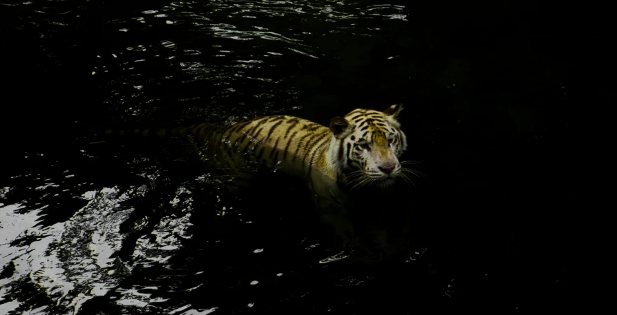 a tiger that is standing in some water