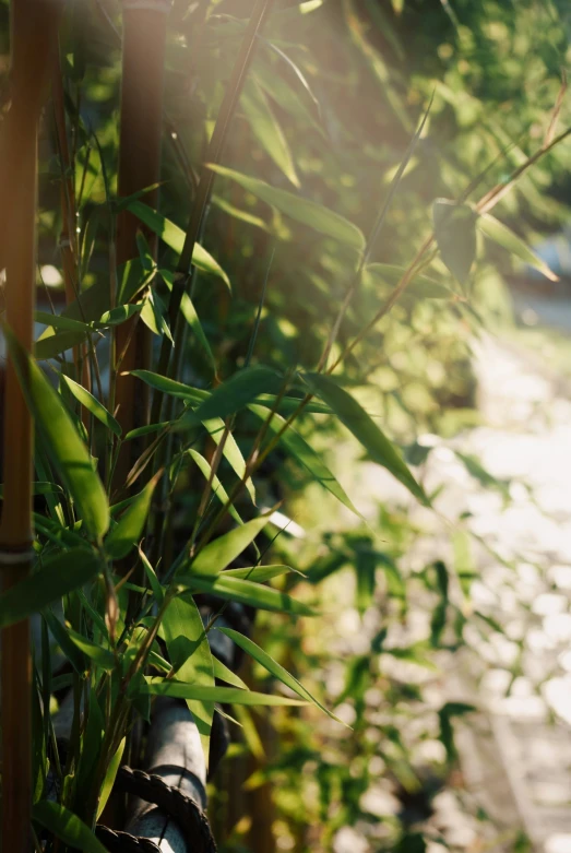 looking down a sidewalk at a garden with grass