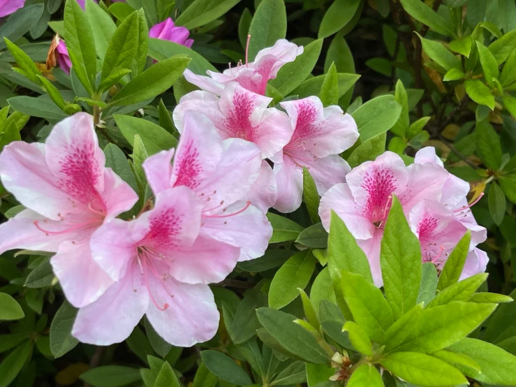 a close - up of some pink flowers on green leaves