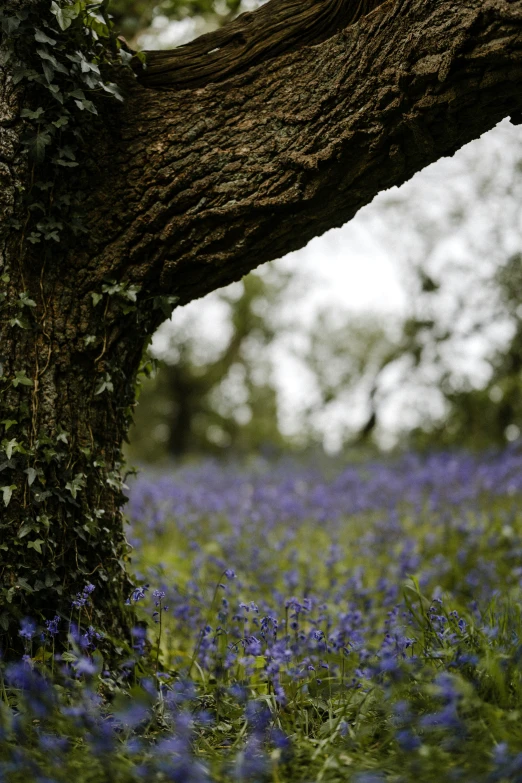 a tree nch is in the middle of a field of bluebells