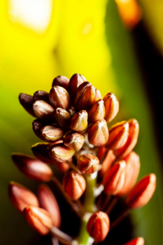 small flower budding still attached to stem in open area