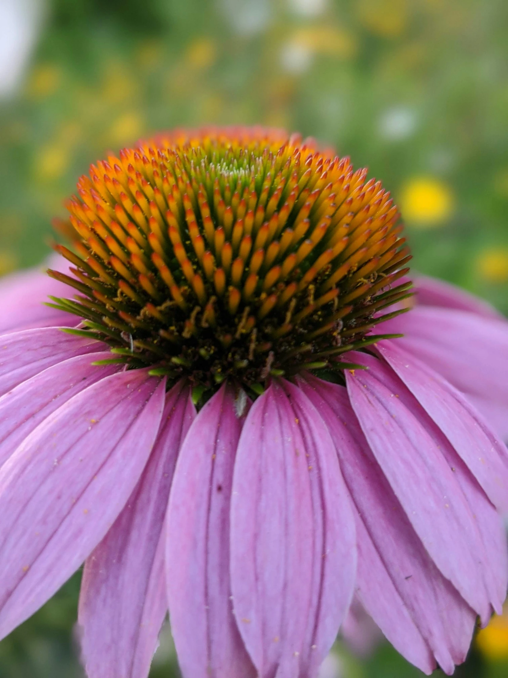 purple flowers are growing in the field