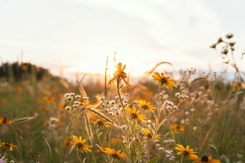 a field with wild flowers, in the evening sun