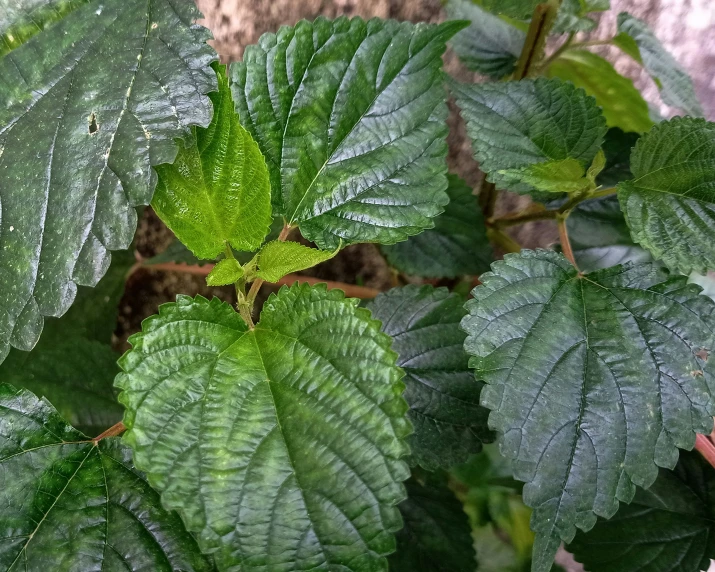 this is a close up of leaves with a white brick wall behind it