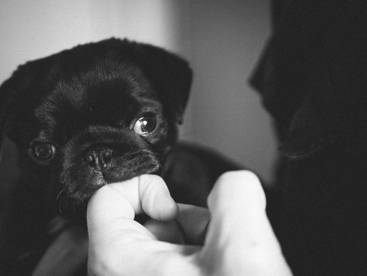 a person holding a small black dog with a human hand