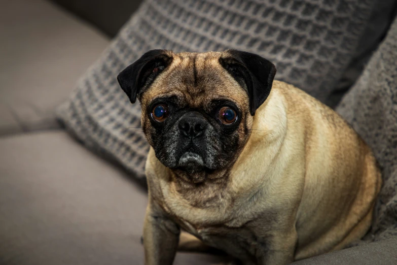 the brown dog is sitting on a couch