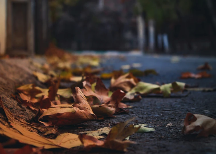 the fallen leaves are lying on the ground