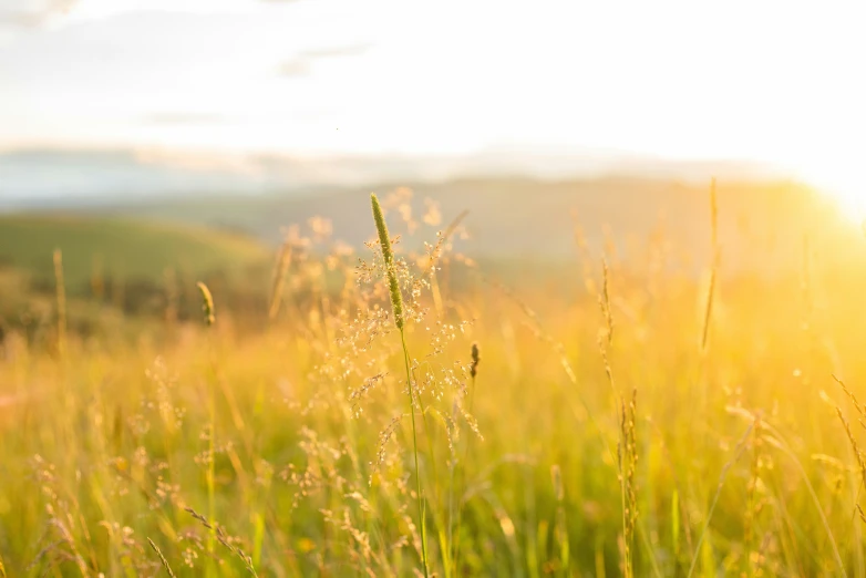 the sunlight is shining brightly through the grass