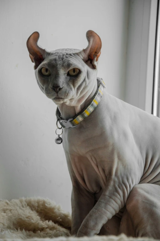 a hairless cat looking at the camera