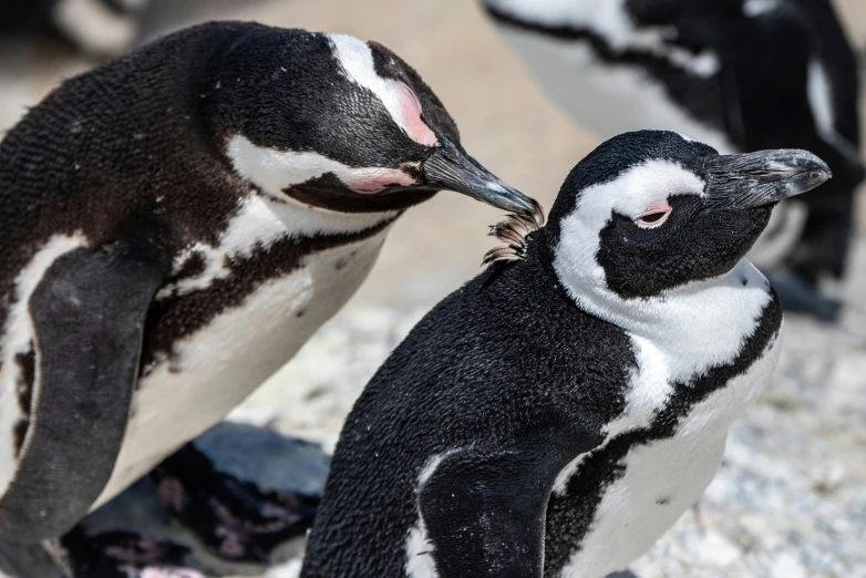 a group of penguins in a rocky area