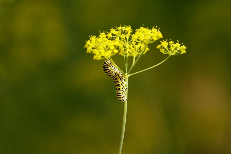 a monarch erfly resting on yellow flowers