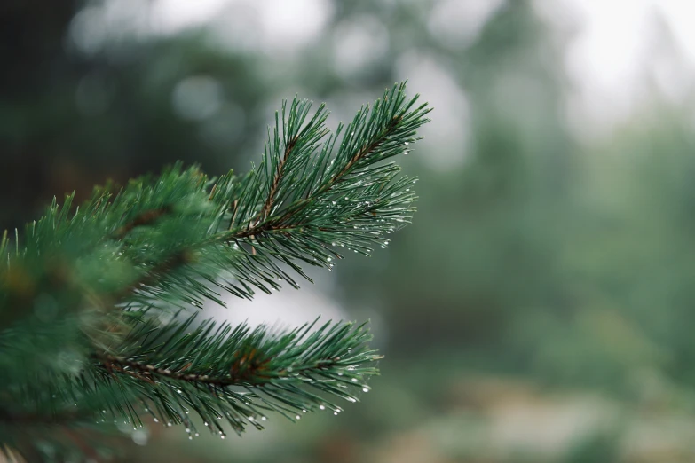 closeup of pine needles with water droplets on them