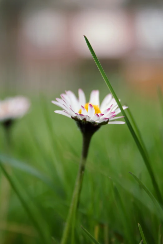 a close up of the center of a daisies flower