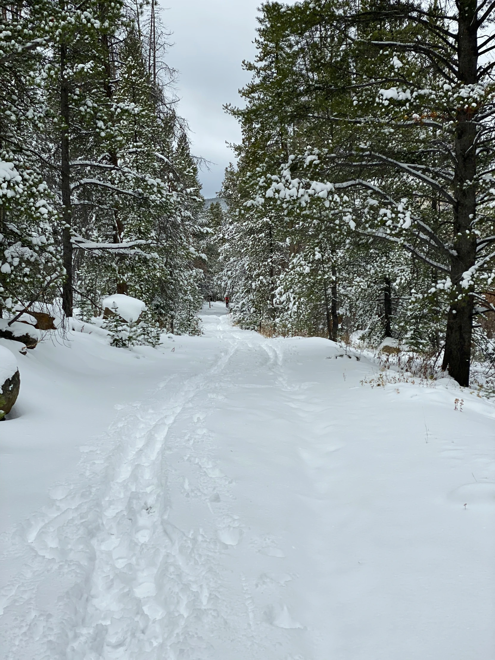 some tracks are in the snow by some trees