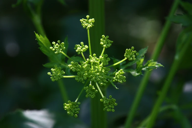 closeup of a very big green plant blooming