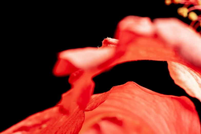 a close up s of the center of a pink flower