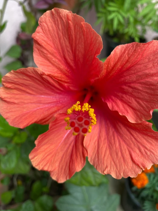 a red flower with yellow center and green leaves in background