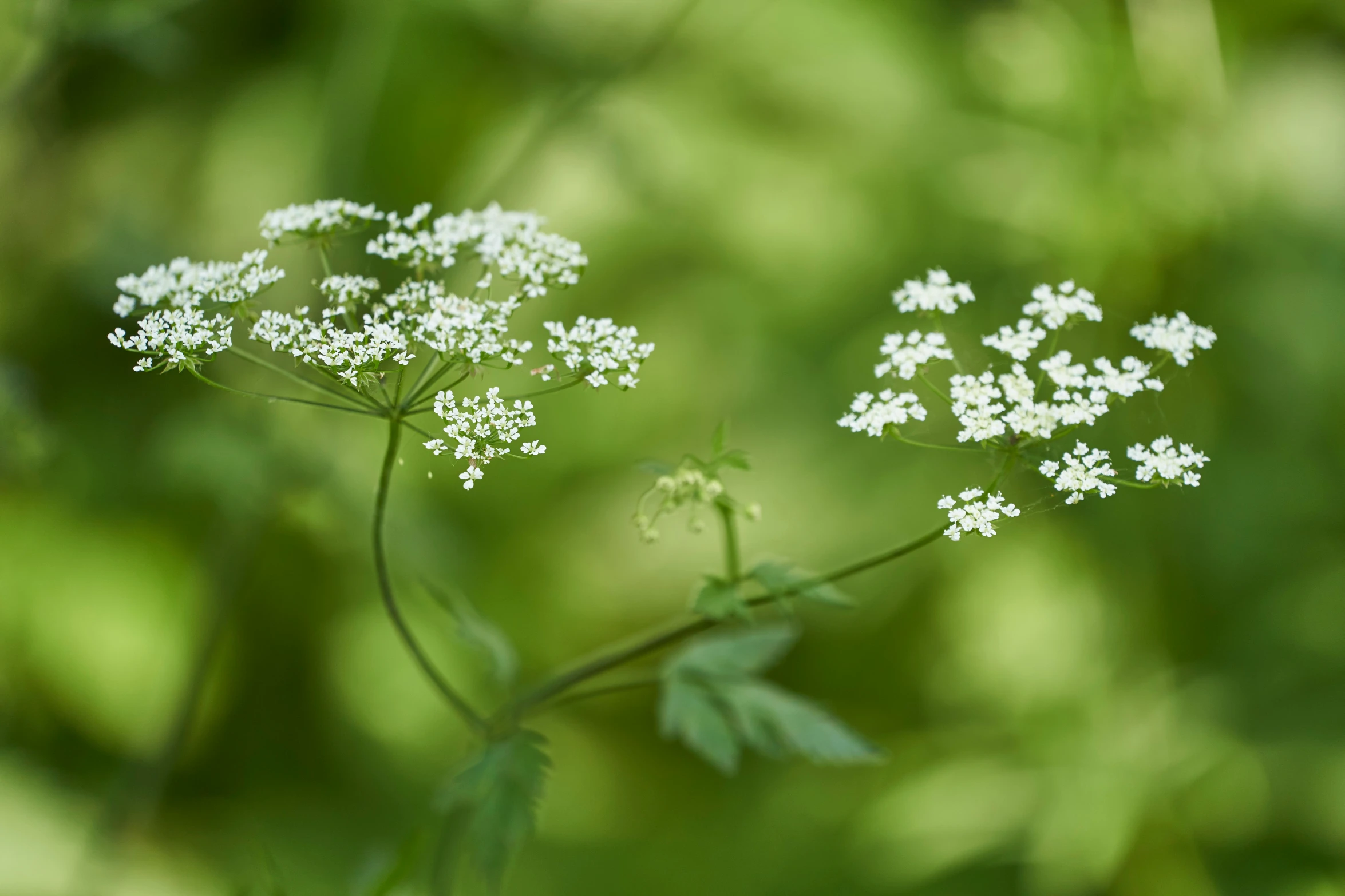 a close up s of flowers in the blurry background