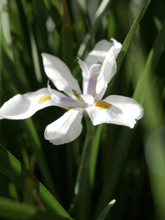 the petals of the beautiful white flowers are seen