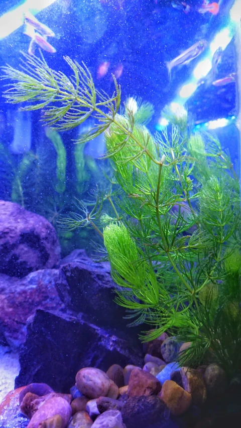 an image of a very beautiful fish tank