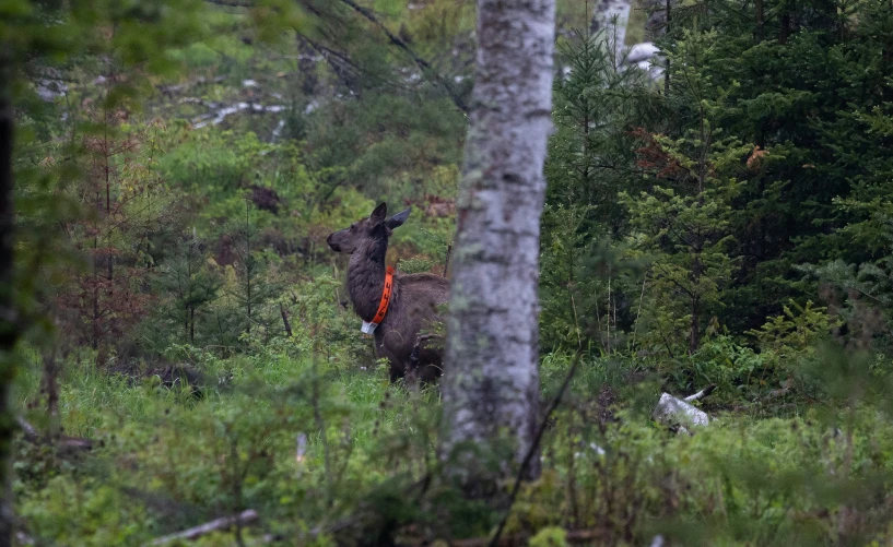 a deer with an orange vest walking through the woods