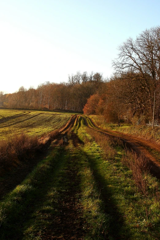 a very big pretty field with some very nice trees