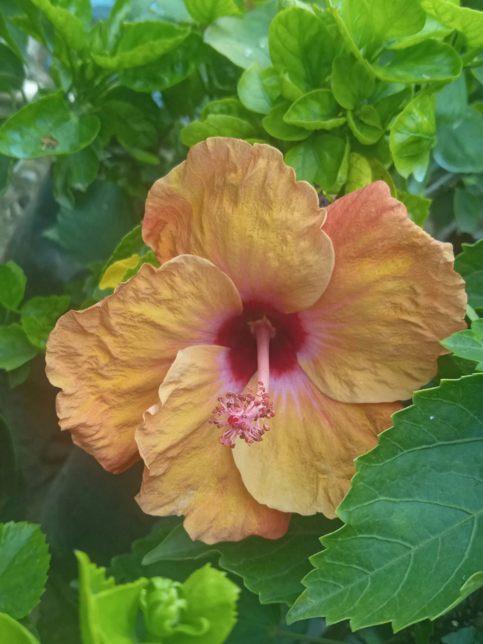 a brown and orange flower sitting on top of green leaves