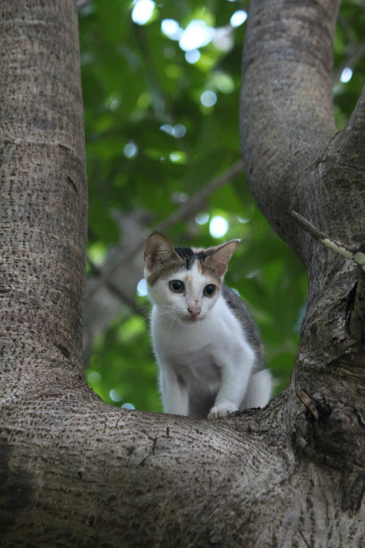 a cat sits on top of a tree nch