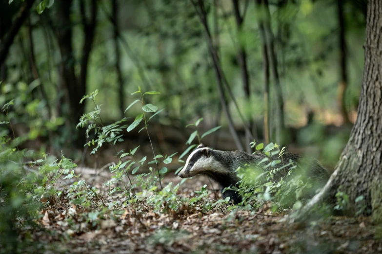 badger walking through grassy area next to tree