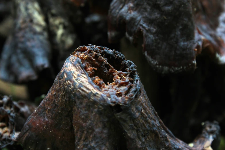 an image of old tree bark with no leaves