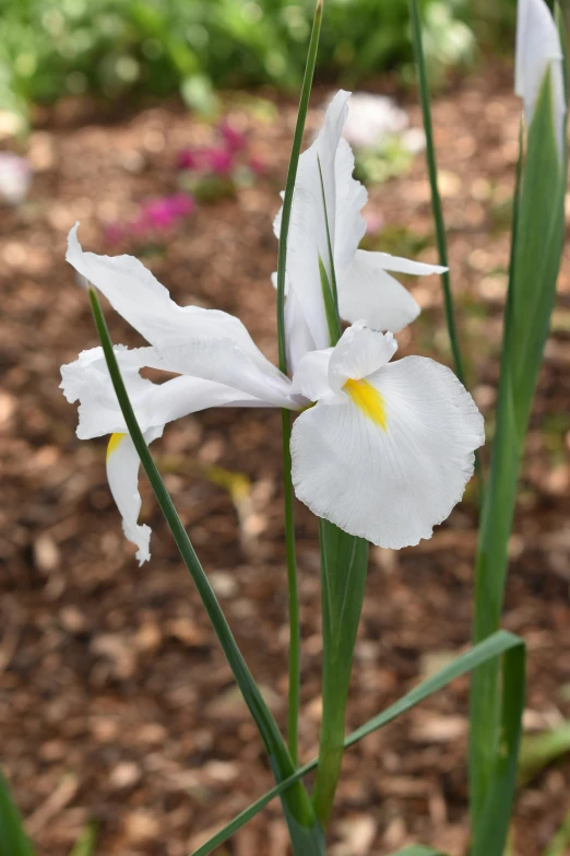 a couple of white flowers growing in the dirt