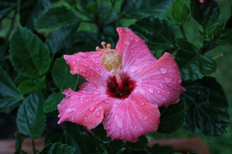 a pink flower with water droplets on it