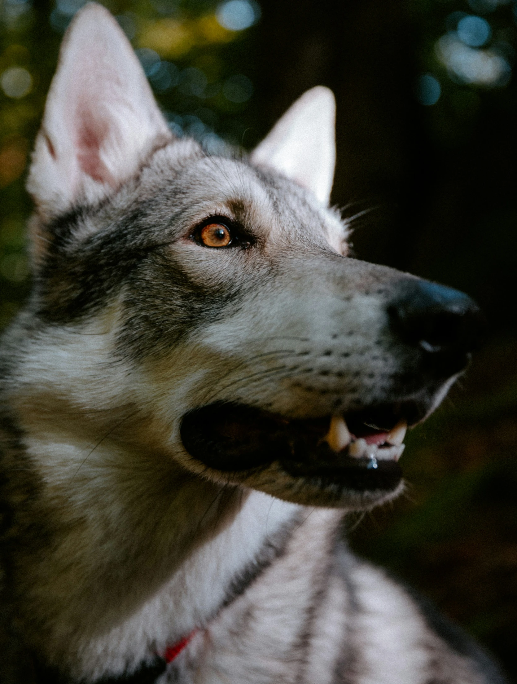 a close up of a dog with a barking look on it's face