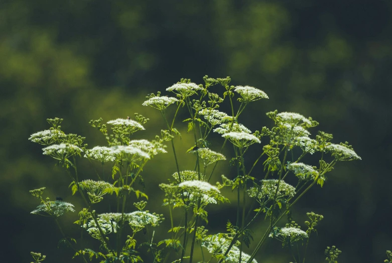 some white wild flowers with green leaves in the back