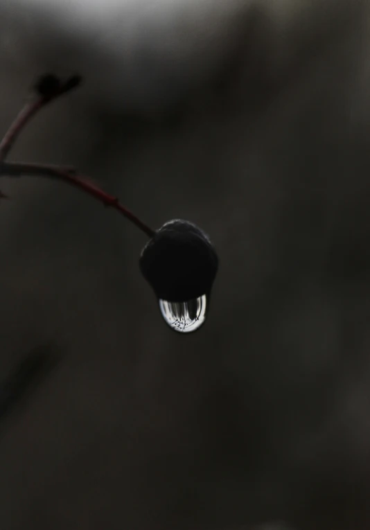 water droplets hang from a blade of dead tree limbs