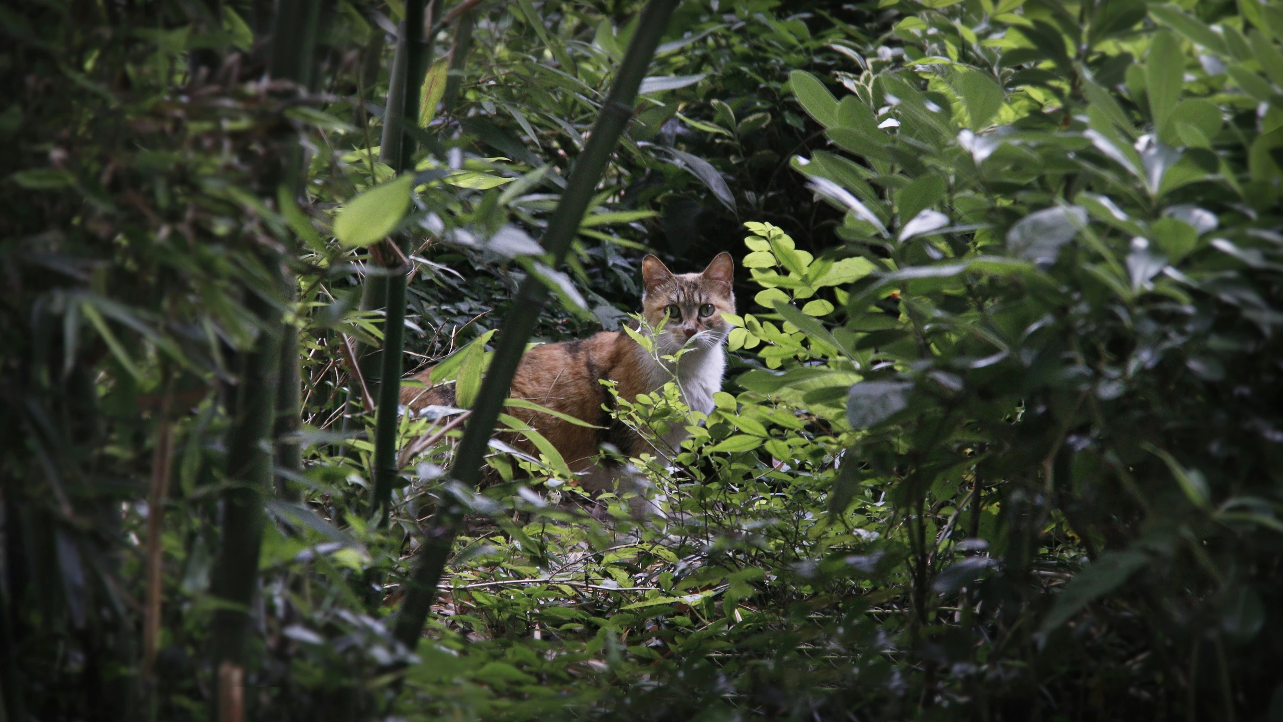 a cat in the woods staring at soing in the distance