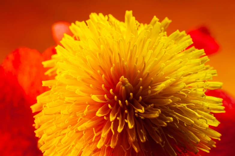 the large flower is very large yellow with a red center