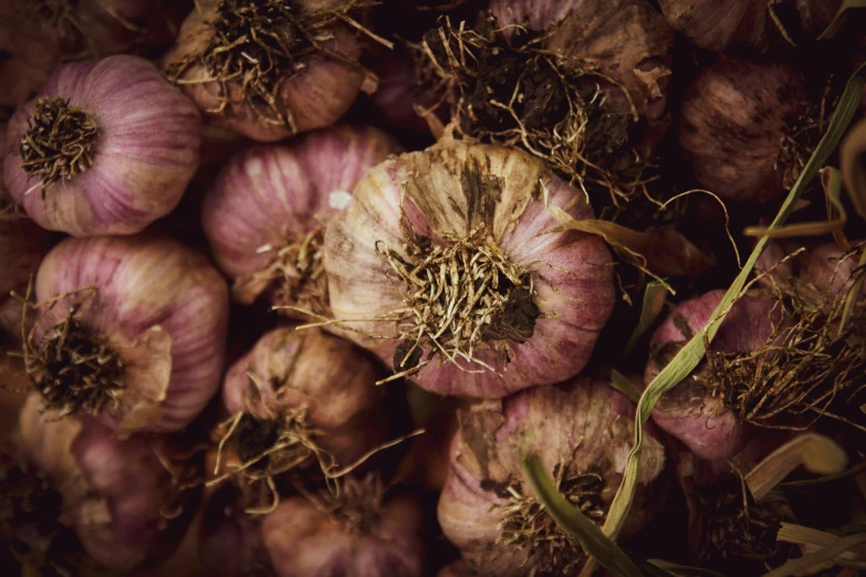 closeup of onions and garlic on the ground