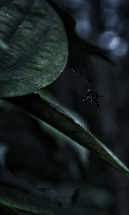 a spider crawling on top of a leaf