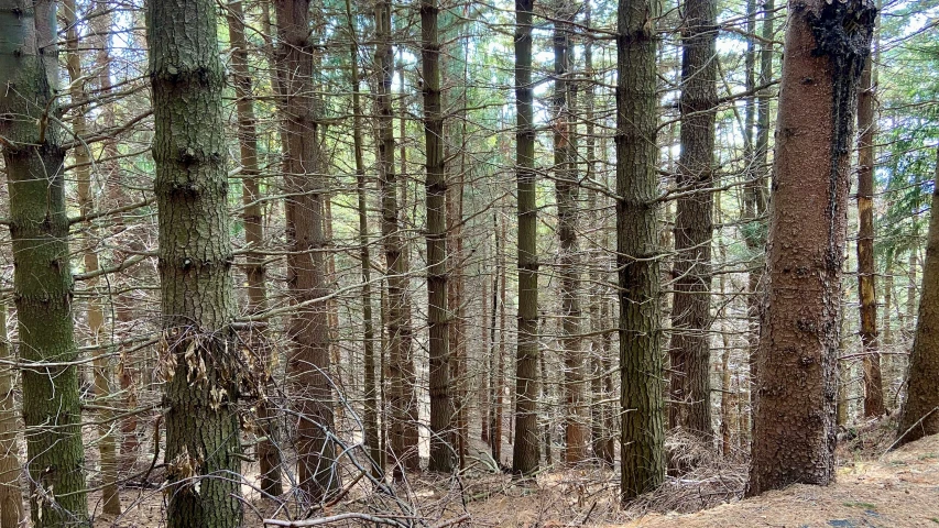 the area in front of the trees has no leaves or vegetation