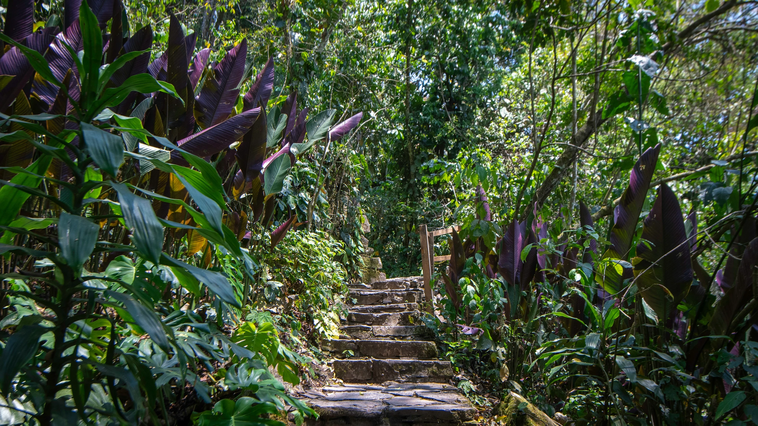 stairs leading down through some bushes and flowers