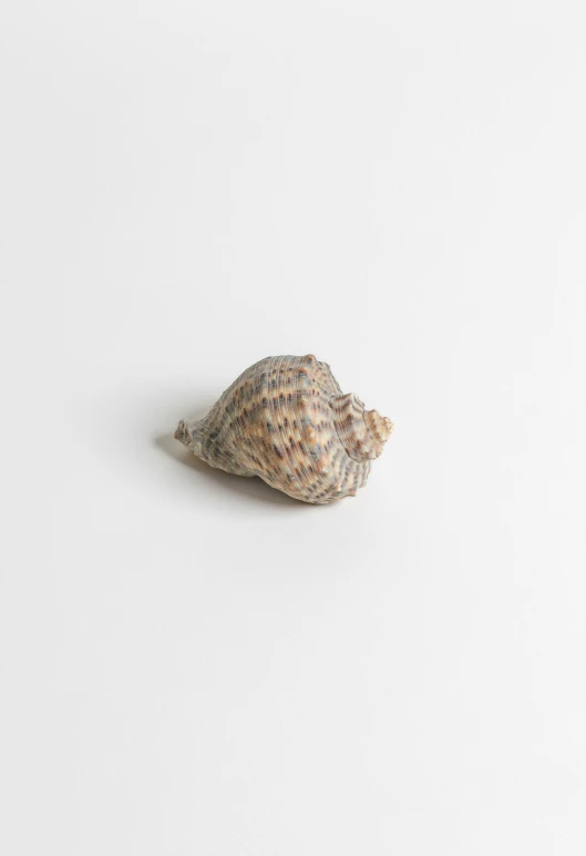 single sea shell sitting on a white surface