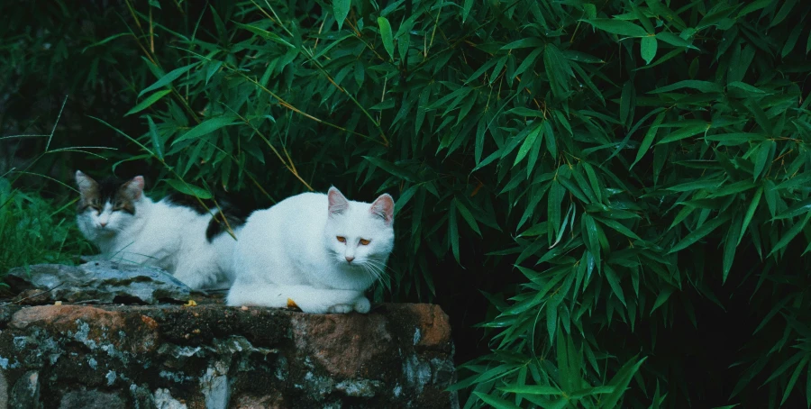 two white cats in the background looking around