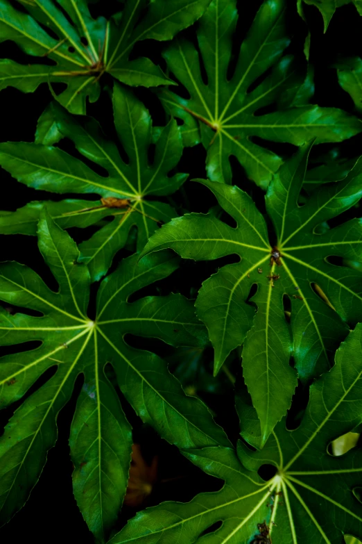 a close up of leaves of a tree