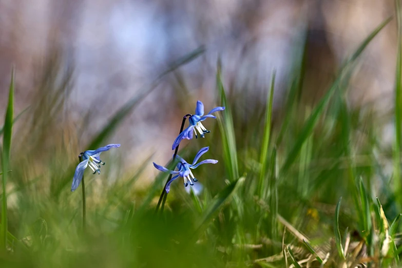 small blue flowers are in a tall green field